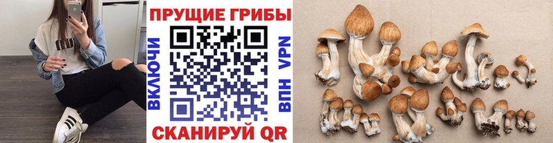 Псилоцибиновые грибы MAGIC MUSHROOMS  Судогда 